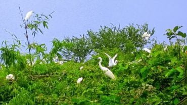 Bang Lang stork garden – Discover the rustic, simple and poetic beauty